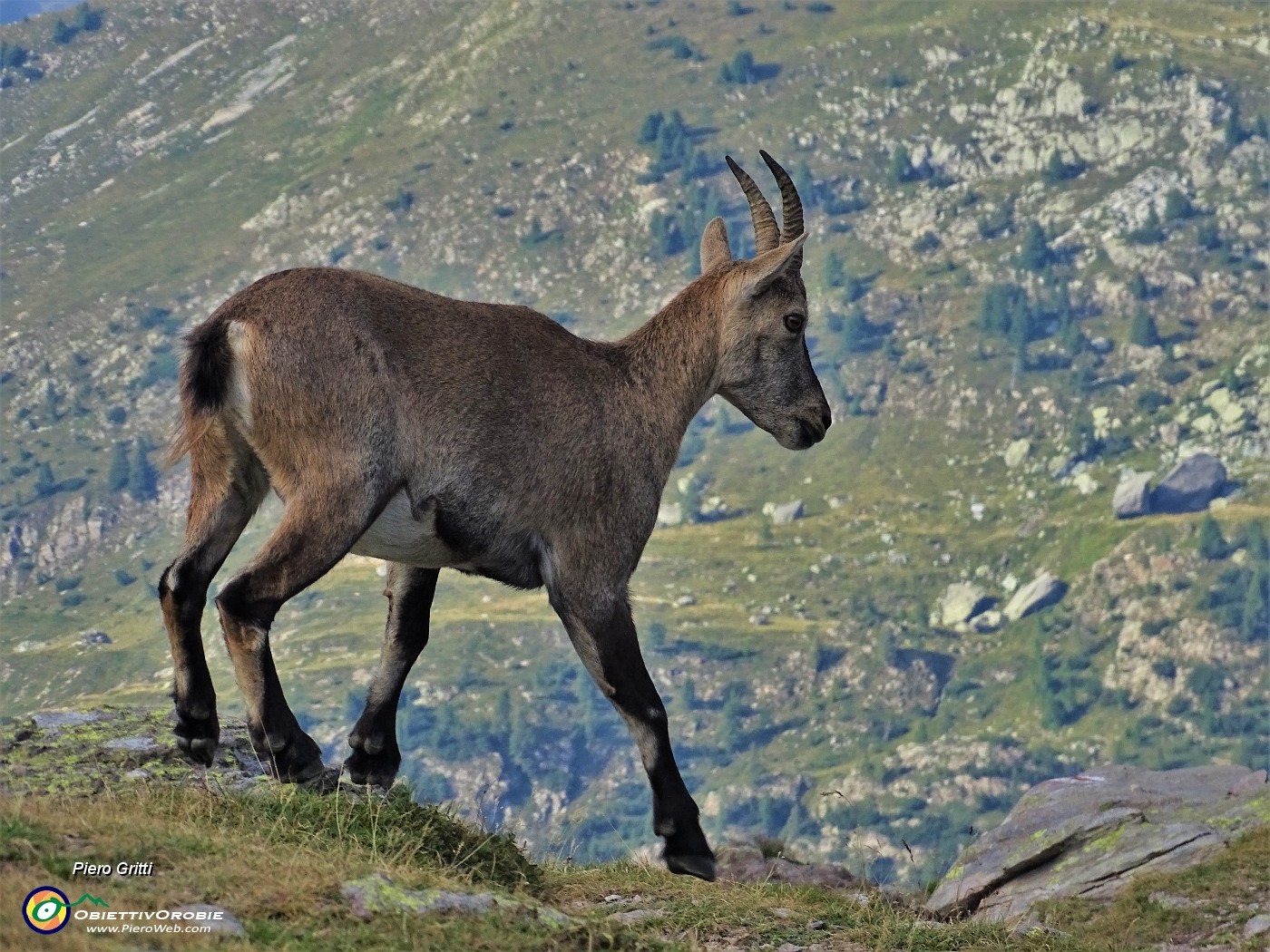 87 Stambecco femmina al Passo di Mezzeno ( 2144 m).JPG